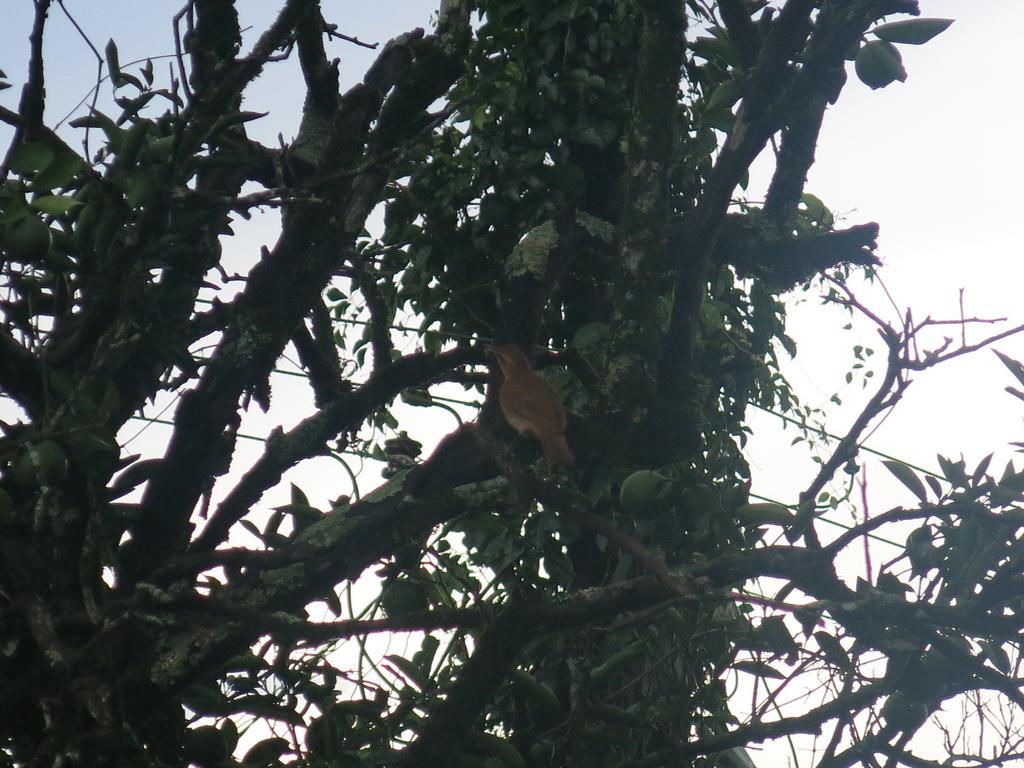 Hostel Y Posada Colibri Puerto Iguazú Exteriör bild